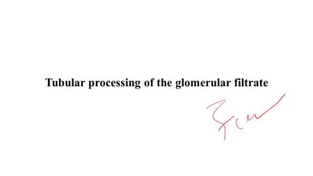 Tubular processing of the glomerular filtrate. The renal tubules process the glomerular filtrate by: Reabsorption: Transport of a substance from the tubular.