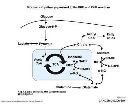 Biochemical pathways proximal to the IDH1 and IDH2 reactions.