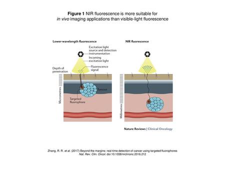 Figure 1 NIR fluorescence is more suitable for