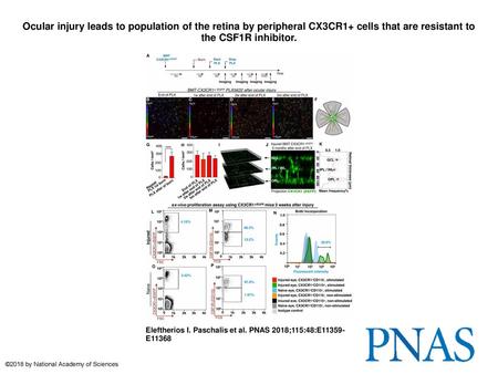 Ocular injury leads to population of the retina by peripheral CX3CR1+ cells that are resistant to the CSF1R inhibitor. Ocular injury leads to population.