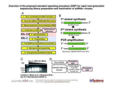 Overview of the proposed standard operating procedure (SOP) for rapid next-generation sequencing library preparation and inactivation of ssRNA+ viruses.