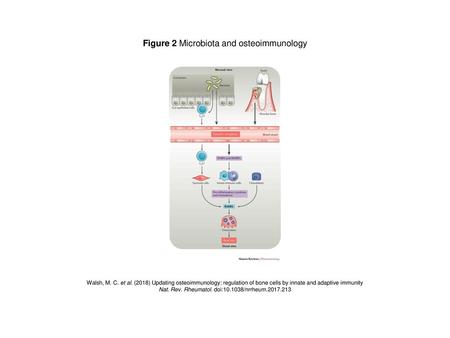 Figure 2 Microbiota and osteoimmunology