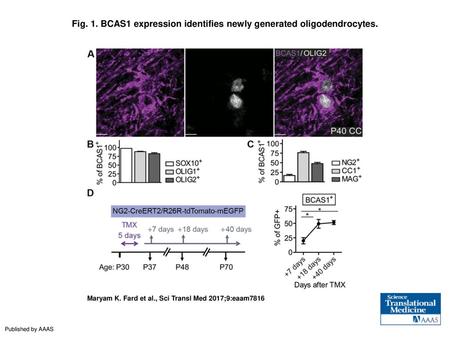 Fig. 1. BCAS1 expression identifies newly generated oligodendrocytes.