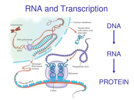 RNA and Transcription DNA RNA PROTEIN.