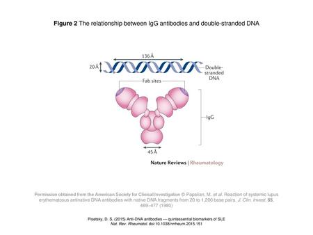 Nat. Rev. Rheumatol. doi: /nrrheum