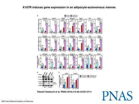 K107R induces gene expression in an adipocyte-autonomous manner.