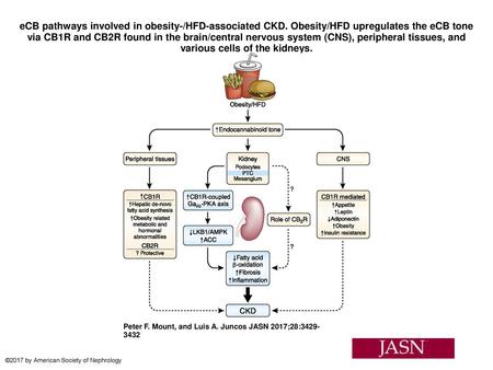 eCB pathways involved in obesity-/HFD-associated CKD