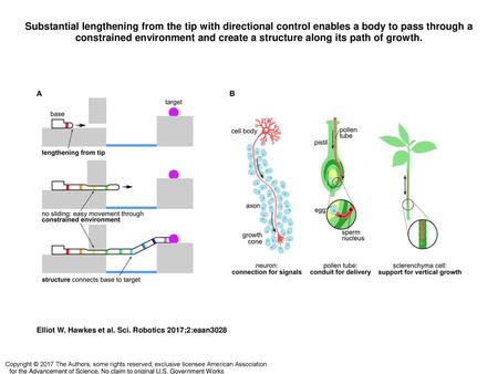 Substantial lengthening from the tip with directional control enables a body to pass through a constrained environment and create a structure along its.