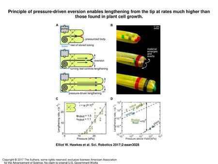 Principle of pressure-driven eversion enables lengthening from the tip at rates much higher than those found in plant cell growth. Principle of pressure-driven.