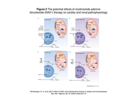 Figure 2 The potential effects of nicotinamide adenine