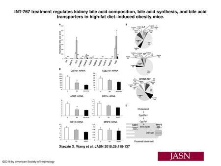 INT-767 treatment regulates kidney bile acid composition, bile acid synthesis, and bile acid transporters in high-fat diet–induced obesity mice. INT-767.