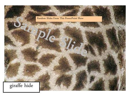 Sample Slide Random Slides From This PowerPoint Show giraffe hide.