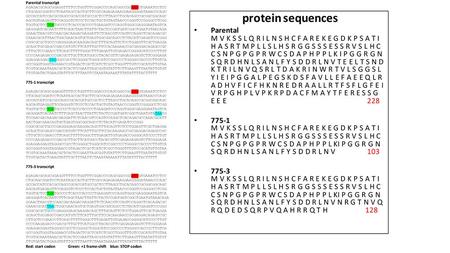 A: OAZ1 mRNA transcript of 775-1, and parental cell lines showing the stop codon introduced by the nonsense mutations in the and transcripts,