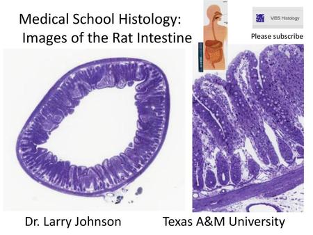 Medical School Histology: Images of the Rat Intestine