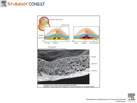 MAIN POINT: Gastrulation (folding) results in three embryonic germ layers: ectoderm which develop into skin and other topical structures, mesoderm which.