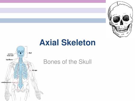 Axial Skeleton Bones of the Skull.