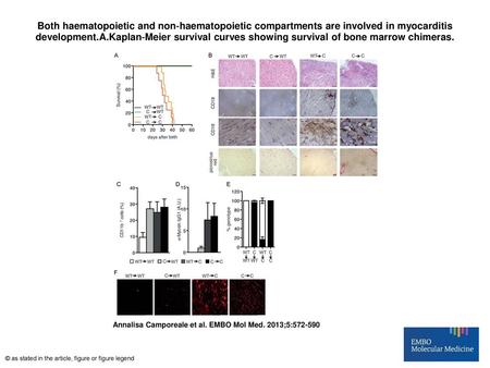 Both haematopoietic and non‐haematopoietic compartments are involved in myocarditis development.A.Kaplan‐Meier survival curves showing survival of bone.