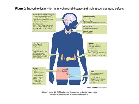 Figure 2 Endocrine dysfunction in mitochondrial disease and their associated gene defects Figure 2 | Endocrine dysfunction in mitochondrial disease and.