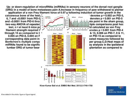 Up‐ or down‐regulation of microRNAs (miRNAs) in sensory neurons of the dorsal root ganglia (DRG) in a model of bone metastases pain A.Increase in frequency.