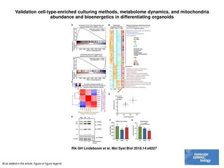 Validation cell‐type‐enriched culturing methods, metabolome dynamics, and mitochondria abundance and bioenergetics in differentiating organoids Validation.