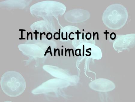 Introduction to Animals