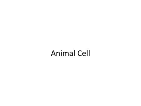 Animal Cell.