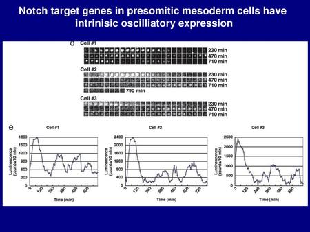 Notch target genes in presomitic mesoderm cells have