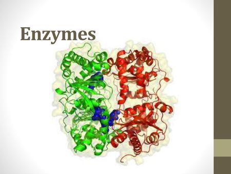 Enzymes.