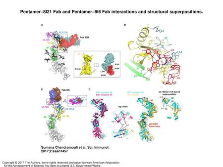 Pentamer–8I21 Fab and Pentamer–9I6 Fab interactions and structural superpositions. Pentamer–8I21 Fab and Pentamer–9I6 Fab interactions and structural superpositions.