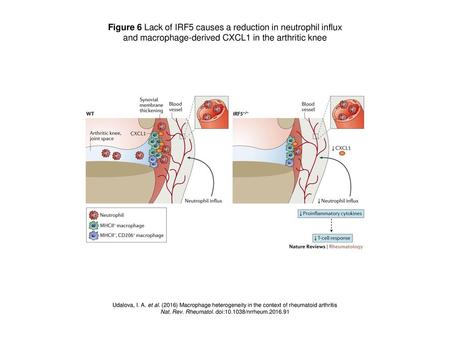 Figure 6 Lack of IRF5 causes a reduction in neutrophil influx