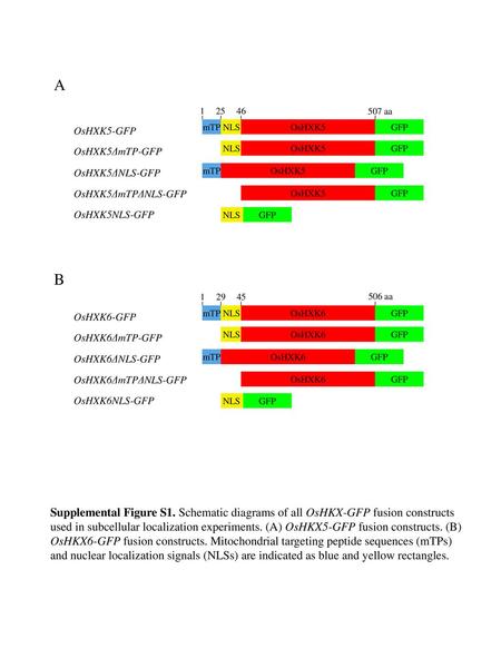 A 25 NLS OsHXK5-GFP OsHXK5ΔmTP-GFP OsHXK5ΔNLS-GFP OsHXK5ΔmTPΔNLS-GFP