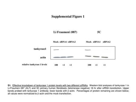 Supplemental Figure 1 Li Fraumeni (087) 5C tankyrase1 actin Mock