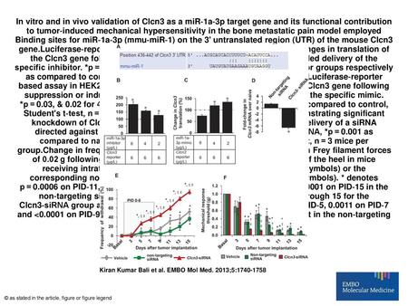 In vitro and in vivo validation of Clcn3 as a miR‐1a‐3p target gene and its functional contribution to tumor‐induced mechanical hypersensitivity in the.