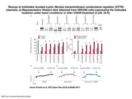 Rescue of misfolded recoded cystic fibrosis transmembrane conductance regulator (CFTR) channels. a) Representative Western blot obtained from HEK293 cells.