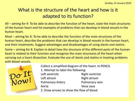 Sunday, 13 January 2019 What is the structure of the heart and how is it adapted to its function? All – aiming for 4: To be able to describe the function.