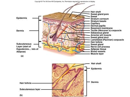 Tactile (Meissner’s) corpuscle Sebaceous gland Arrector pili muscle