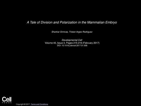 A Tale of Division and Polarization in the Mammalian Embryo