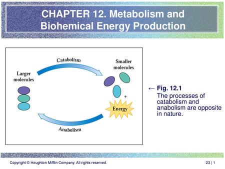 CHAPTER 12. Metabolism and Biohemical Energy Production