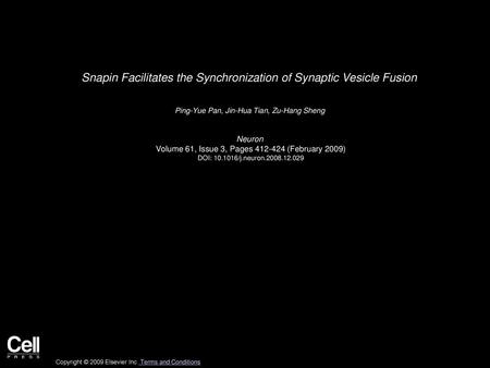 Snapin Facilitates the Synchronization of Synaptic Vesicle Fusion