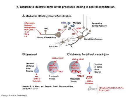 (A) Diagram to illustrate some of the processes leading to central sensitization. (A) Diagram to illustrate some of the processes leading to central sensitization.