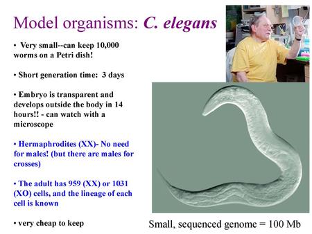 Model organisms: C. elegans