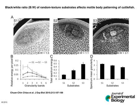 Black/white ratio (B:W) of random-texture substrates affects mottle body patterning of cuttlefish. Black/white ratio (B:W) of random-texture substrates.