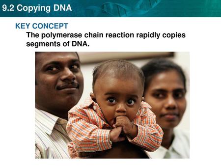 PCR uses polymerases to copy DNA segments.