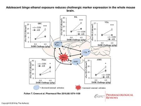 Adolescent binge ethanol exposure reduces cholinergic marker expression in the whole mouse brain. Adolescent binge ethanol exposure reduces cholinergic.