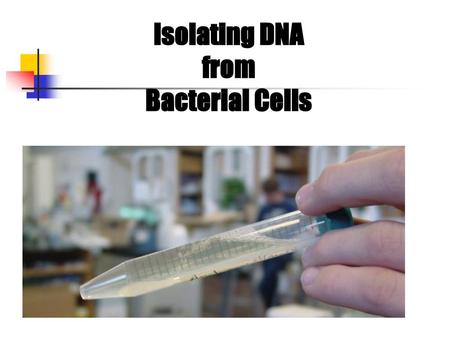 Isolating DNA from Bacterial Cells.