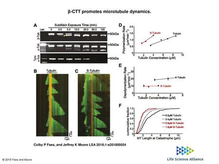 β-CTT promotes microtubule dynamics.