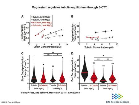 Magnesium regulates tubulin equilibrium through β-CTT.