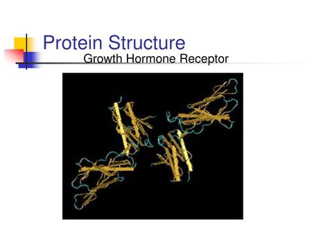 Growth Hormone Receptor