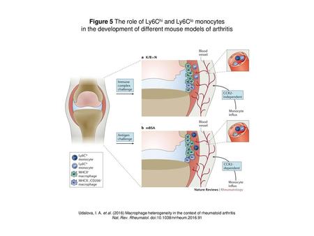 Figure 5 The role of Ly6Chi and Ly6Clo monocytes