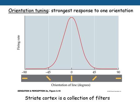 Orientation tuning: strongest response to one orientation